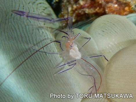 バブルコーラルシュリンプ
