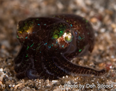 ボブテイルスクイッド