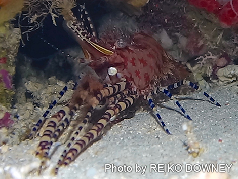 フシウデサンゴモエビ