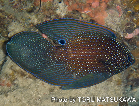 シモフリタナバタウオ