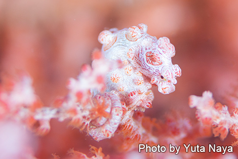 ピグミーシーホース