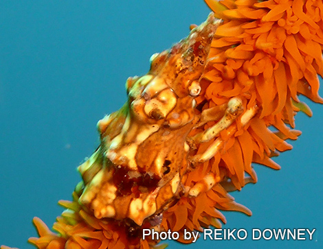 イボイソバナガニ