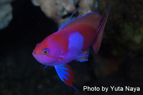 スミレナガハナダイ