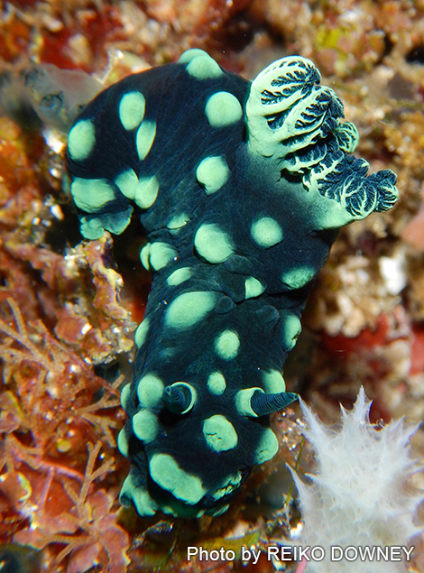 トサカリュウグウウミウシ