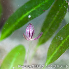 ノトウミヒルモの花