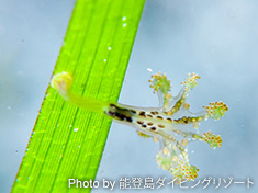 シャンデリアクラゲ