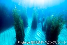 ホンダワラの森と砂紋