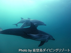 ミナミハンドウイルカ