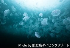 ミズクラゲの大群