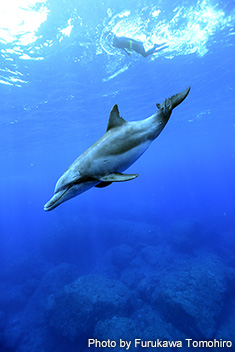 ミナミハンドウイルカ