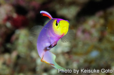 シコンハタタテハゼ(ヘルフリッチ)