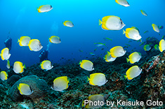 コクテンカタギの群れ