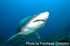 シロワニ