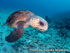 アカウミガメ