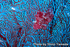 ハダカハオコゼ