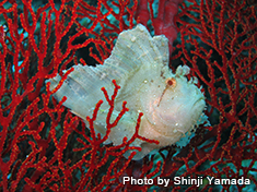 ハダカハオコゼ