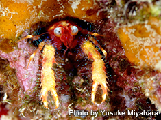 アナモリチュウコシオリエビ