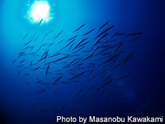 タイワンカマス