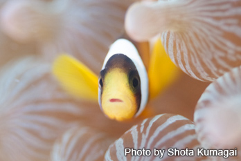 クマノミ幼魚