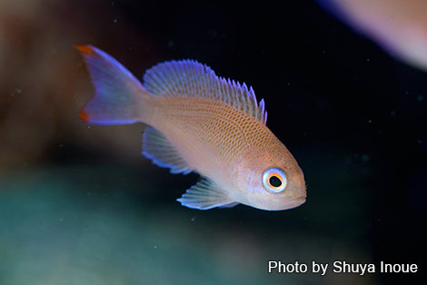 アカオビハナダイ幼魚