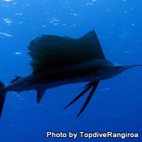 バショウカジキ