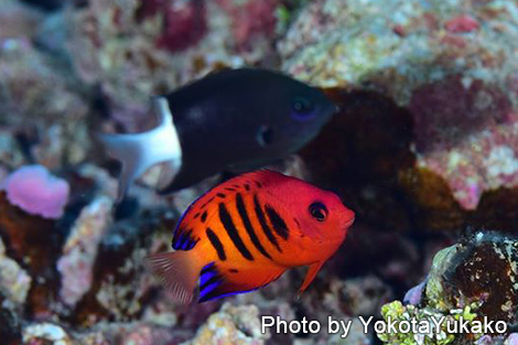 フレーム・エンジェルフィッシュ