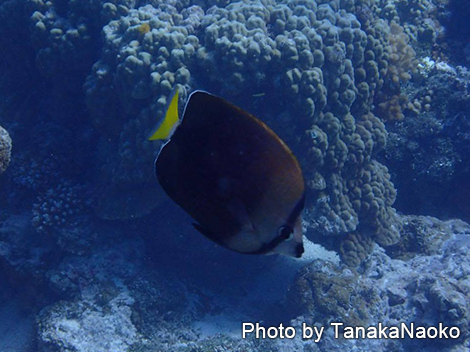 タヒチアンバタフライフィッシュ