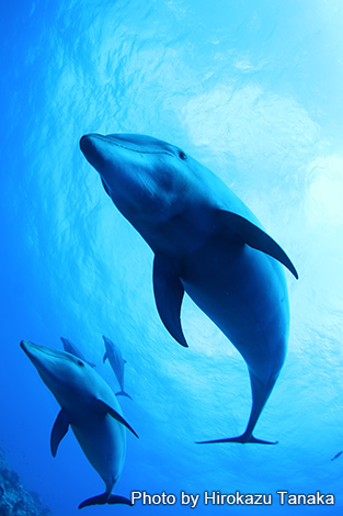 ハンドウイルカ