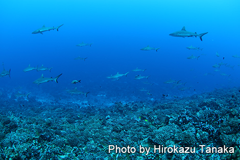 グレイリーフシャーク