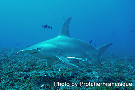 ハンマーヘッドシャーク