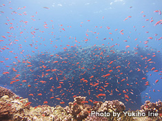 キンギョハナダイ