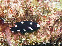 スミツキベラの幼魚