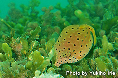 ミナミハコフグ