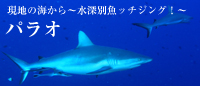現地ガイドが教える ~水深別魚ッチング!~