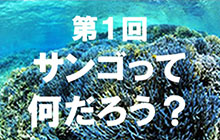 ダイバーなら知っておきたいサンゴのこと 第１回：サンゴって何だろう？