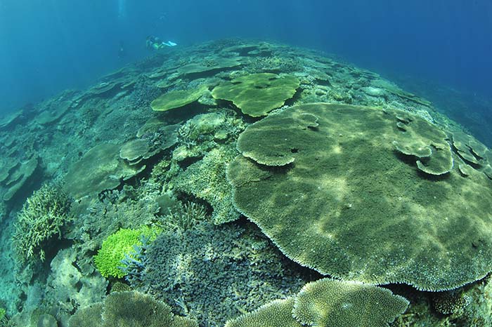 テーブルサンゴ（ミドリイシの仲間）の群落がどこまでも続く「サンゴ礁」