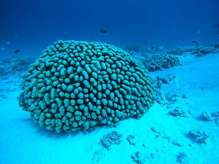コモンシコロサンゴは造礁サンゴで、ときには長さ10ｍ以上の大群落を造ります