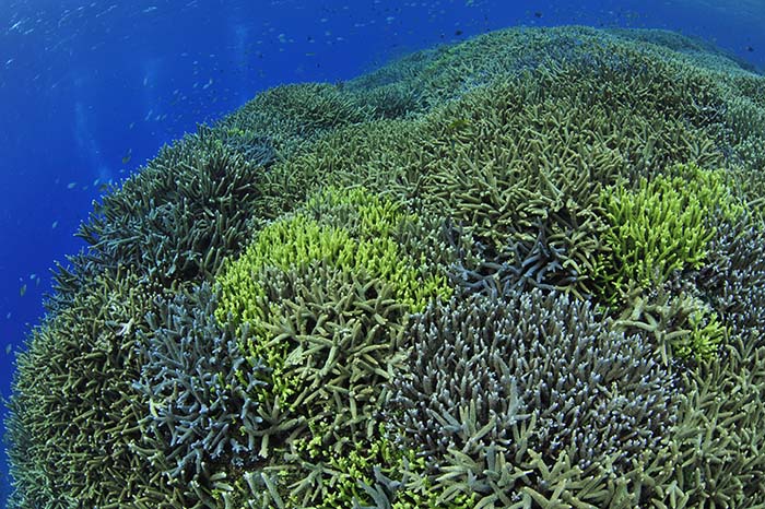 西表島の船浦港のすぐそばに広がるサンゴ礁