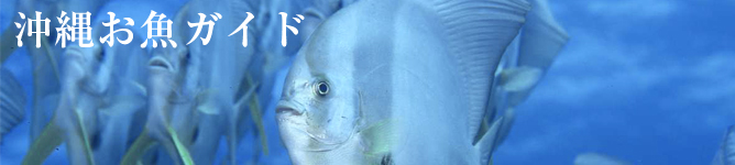 沖縄お魚ガイド