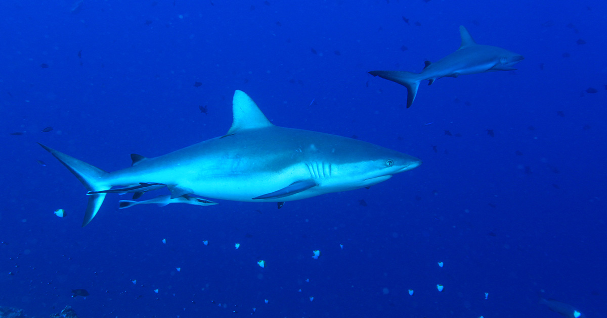 サメについて知ろう 種類や生態を詳しく紹介 Marine Diving Web マリンダイビングウェブ