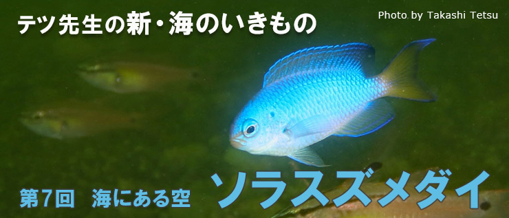 テツ先生の新・海のいきもの