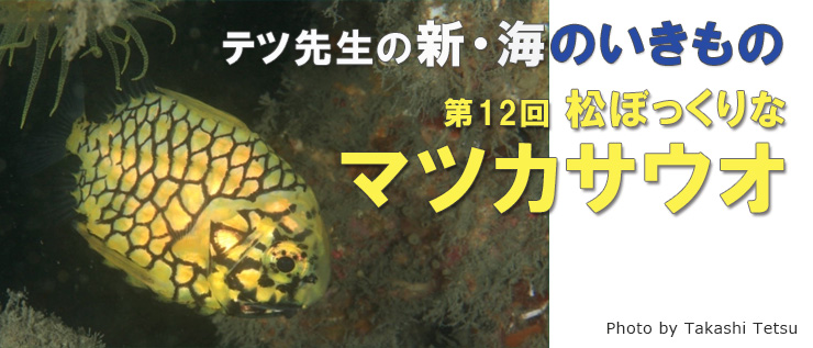 テツ先生の新・海のいきもの