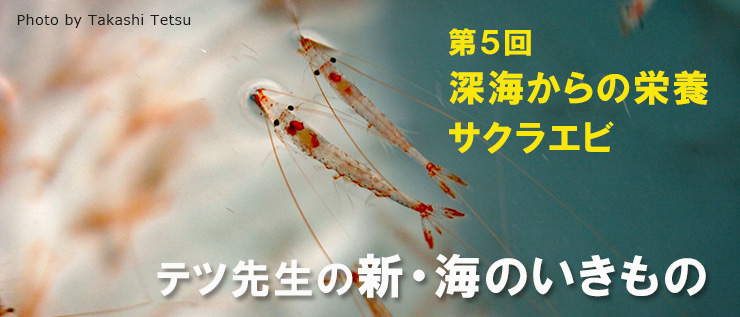 テツ先生の新・海のいきもの