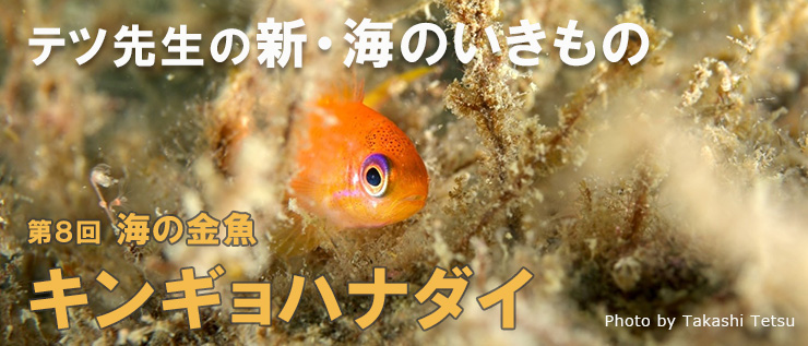 テツ先生の新・海のいきもの