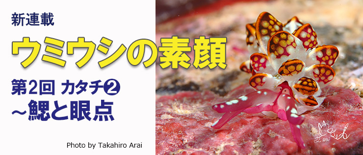 【新連載】ウミウシの素顔
