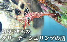 海のいきもの クリーナーシュリンプの話