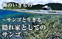 海のいきもの 隠れ家としてのサンゴ