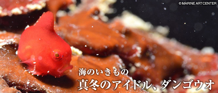 第27回 真冬のアイドル、ダンゴウオ