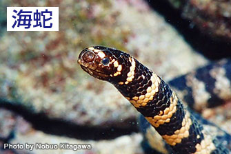 海蛇　よく見かけるイイジマウミヘビ。鼻孔はあるが鼻管はない。撮影／沖縄本島