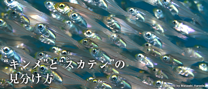 海のいきもの　似てない親子～人気者でいこう！編